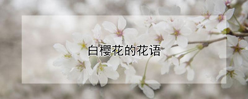 白櫻花的花語