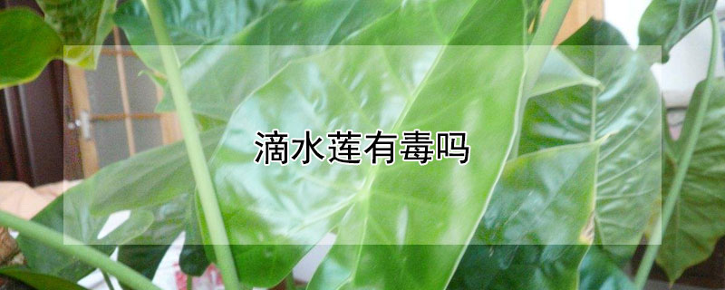 滴水蓮有毒嗎