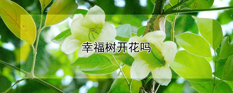 幸福樹開花嗎