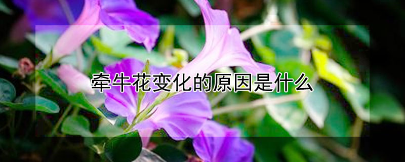 牽牛花變化的原因是什么