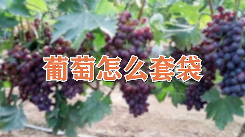 葡萄怎么套袋