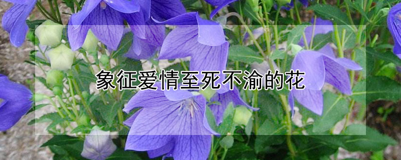 象征愛情至死不渝的花