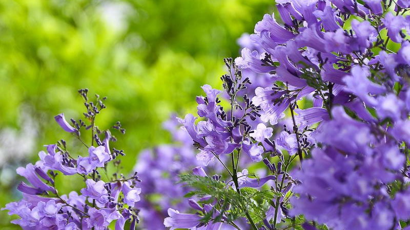 藍(lán)花楹幾月開花