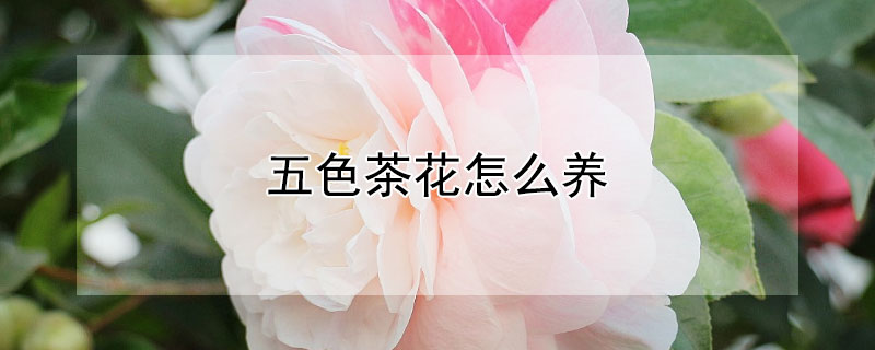 五色茶花怎么養(yǎng)