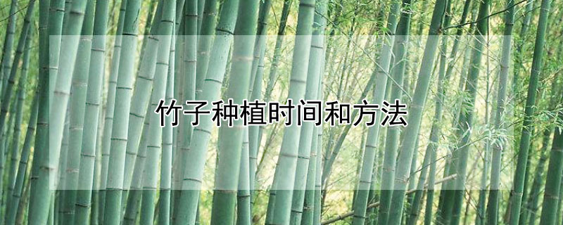 竹子種植時(shí)間和方法