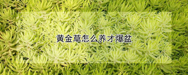 黃金草怎么養(yǎng)才爆盆