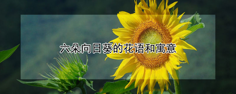 六朵向日葵的花語(yǔ)和寓意