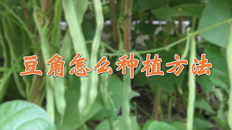 豆角怎么種植方法