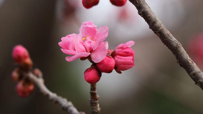 紅臘梅花語