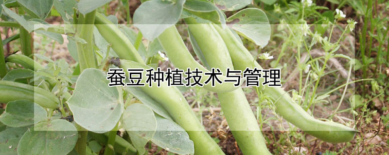 蠶豆種植技術與管理