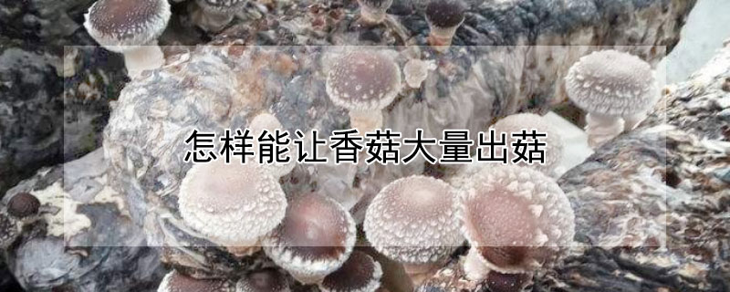 怎樣能讓香菇大量出菇