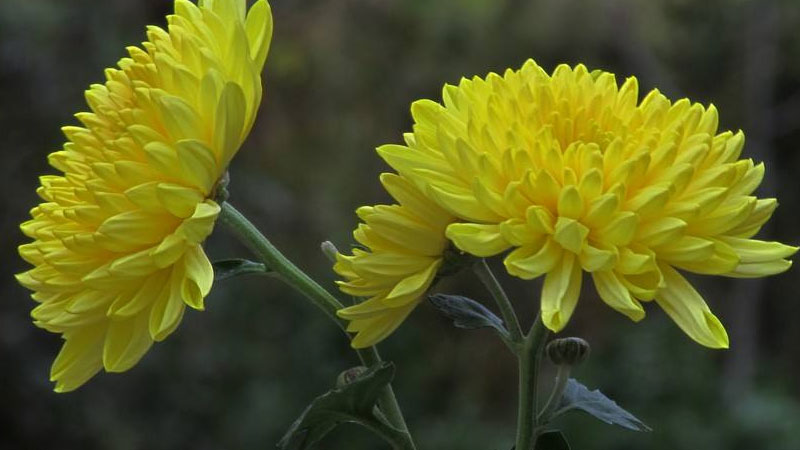 菊花代表什么花語