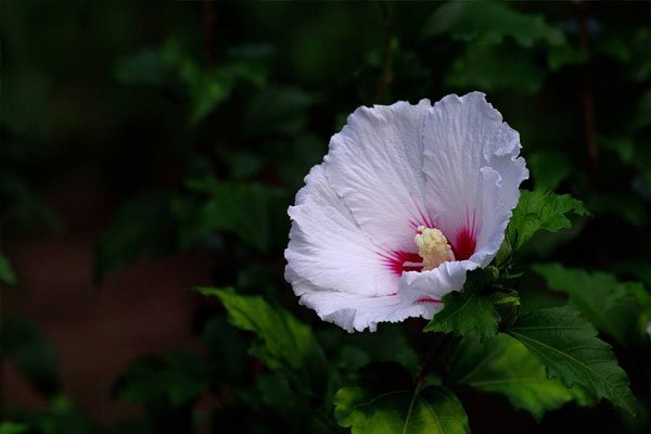 白槿花花語