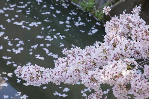 茶蘼花花語(yǔ)