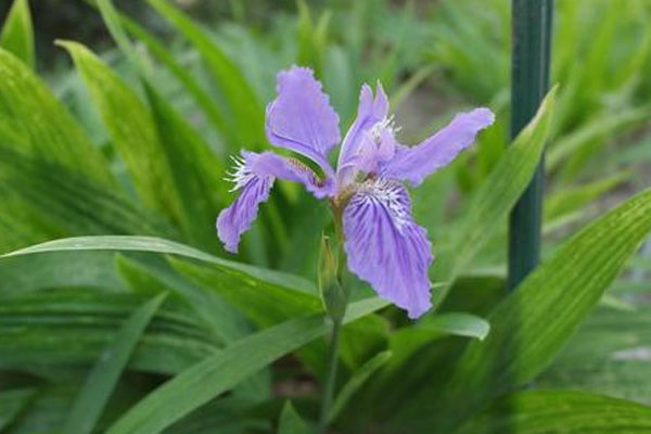 紫色鳶尾花花語