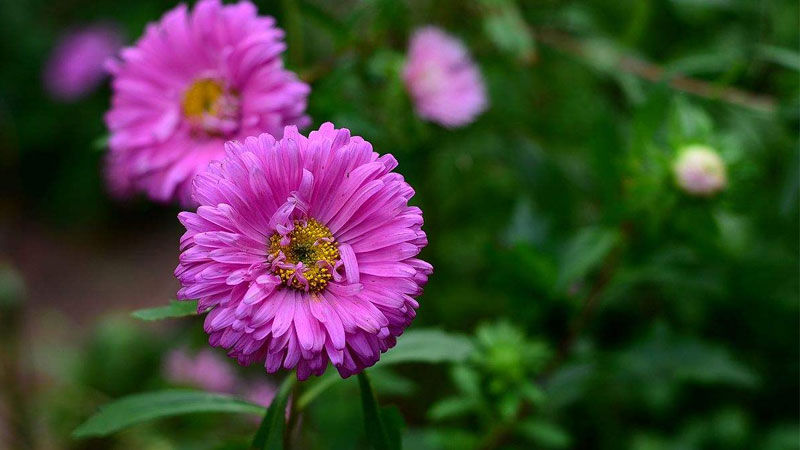 紫菊花的花語是什么