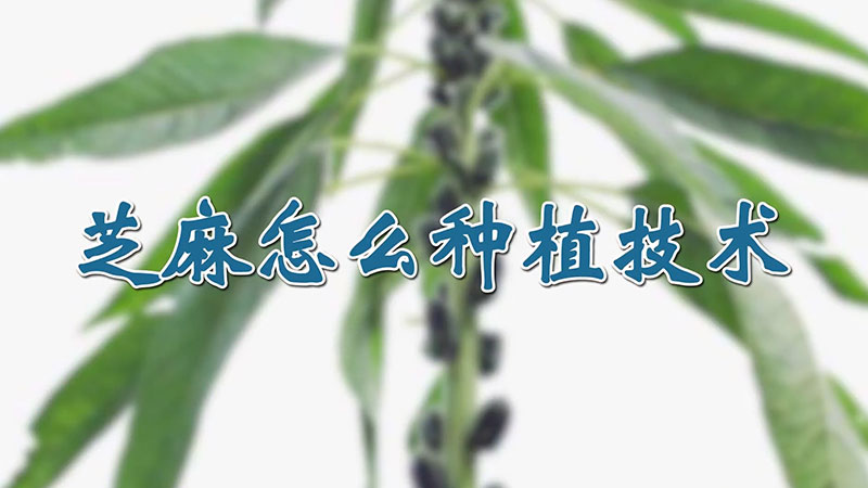 芝麻怎么種植技術(shù)