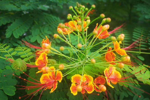 鳳凰花花語是什么