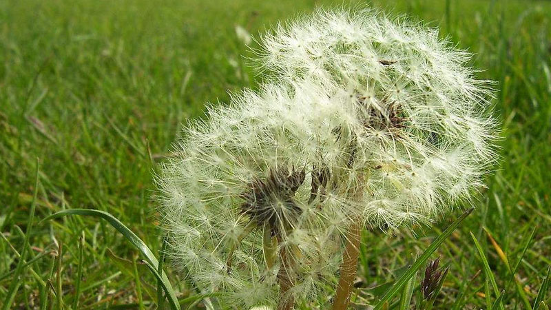 什么花的花語最悲傷