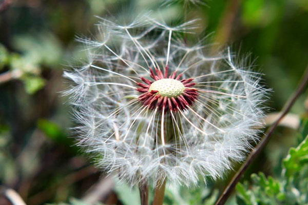 什么花的花語最悲傷