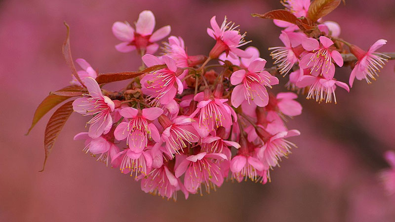 冬櫻花花語