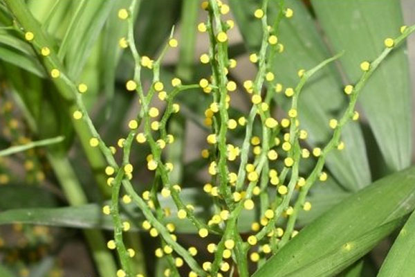 富貴椰子開花的寓意