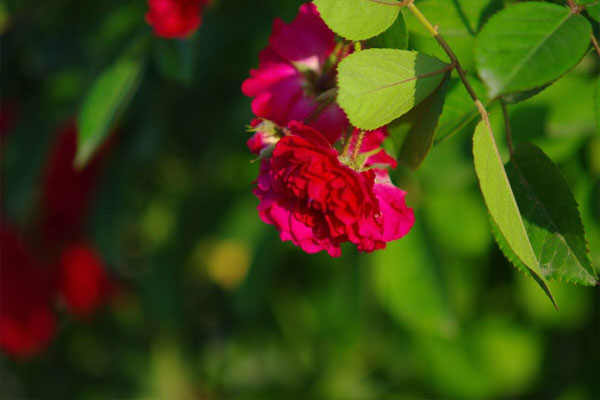 紅紅的花的花語