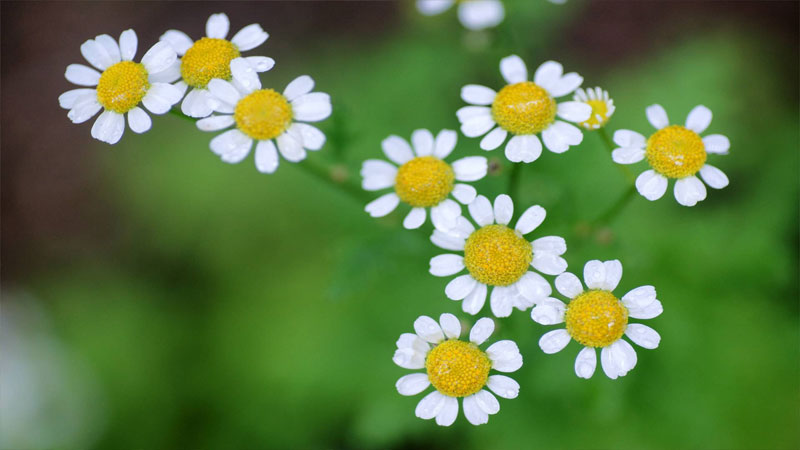 小雛菊顏色不同花語