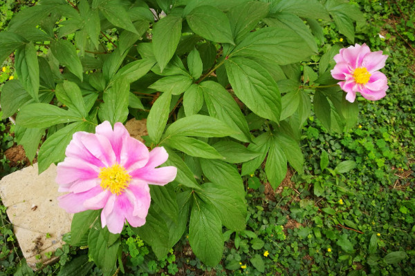 芍藥是什么