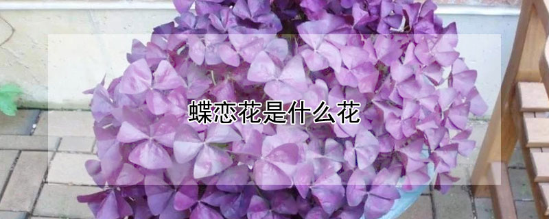 蝶戀花是什么花