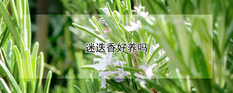 迷迭香好養(yǎng)嗎