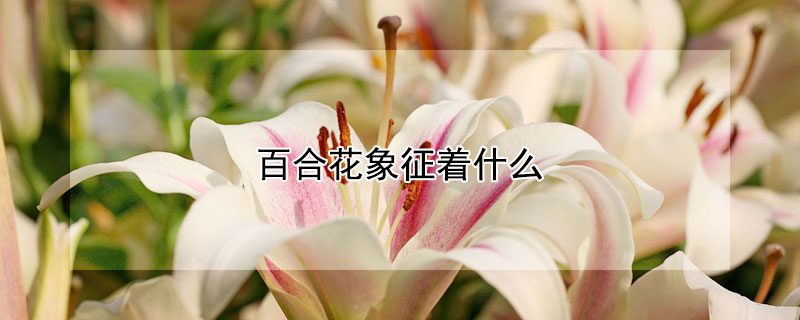 百合花象征著什么