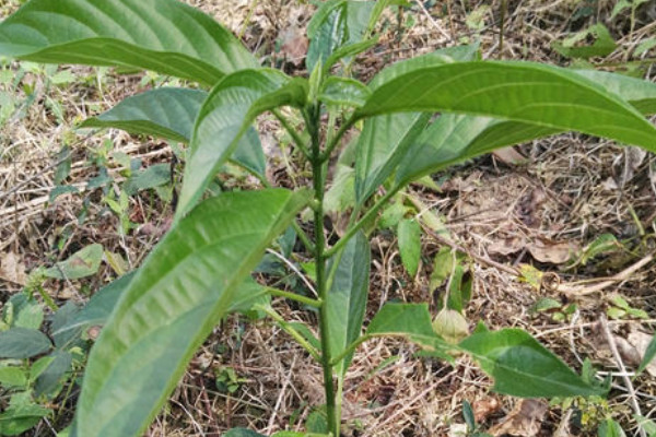 板藍根植物長什么樣子