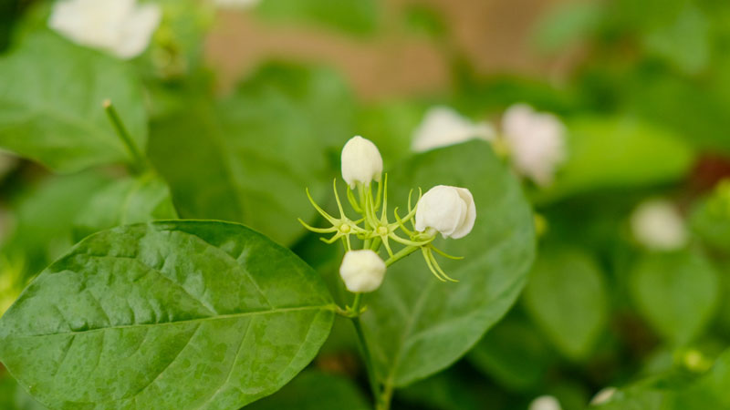 茉莉花的常見品種