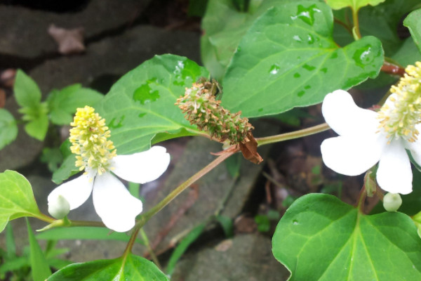 魚腥草在哪里生長