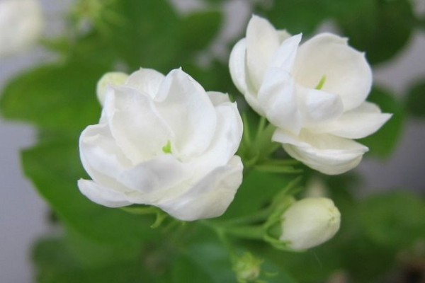 茉莉花茶產地