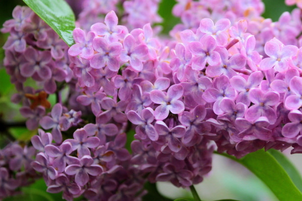 丁香花幾月開