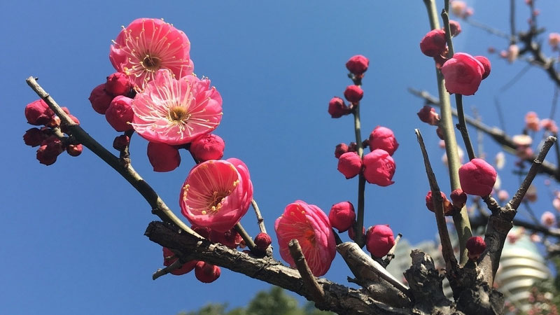 花中四君子的象征意義