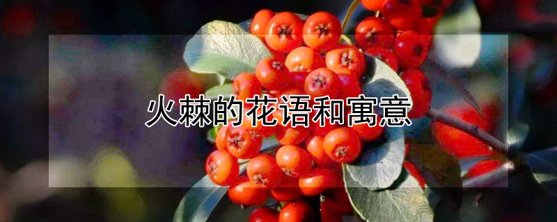 火棘的花語(yǔ)和寓意