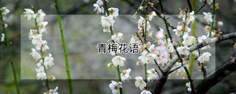 青梅花語(yǔ)