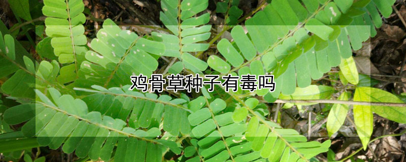 雞骨草種子有毒嗎