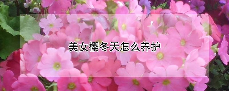 美女櫻冬天怎么養(yǎng)護(hù)