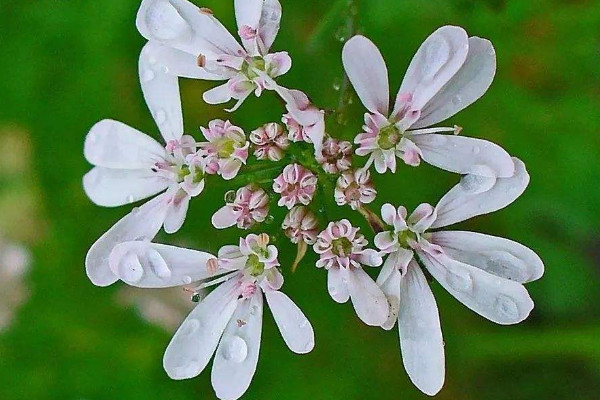 芫荽如何種植