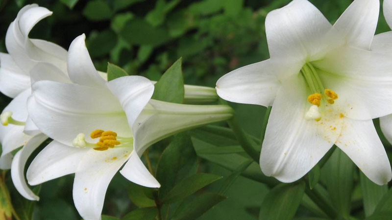 百合花什么時候種最好