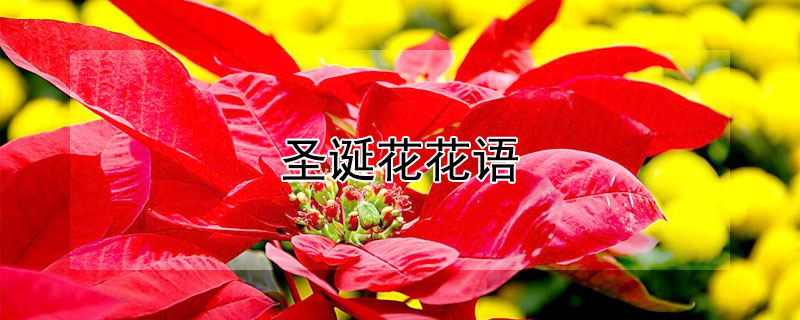 圣誕花花語(yǔ)