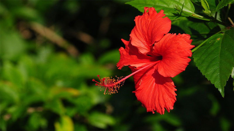 扶桑花寓意