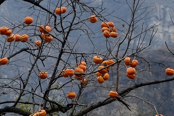 柿子樹種植方法