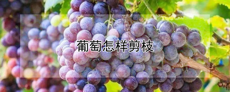 葡萄怎樣剪枝