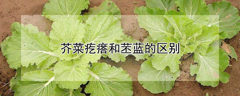 芥菜疙瘩和苤藍(lán)的區(qū)別