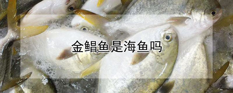 金鯧魚是海魚嗎